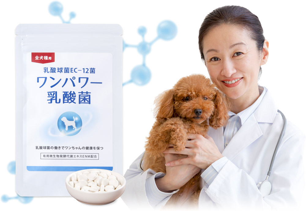 ワンパワー乳酸菌 全犬種用 大学 動物病院でも使われているワンちゃんの下痢便解消サプリメント